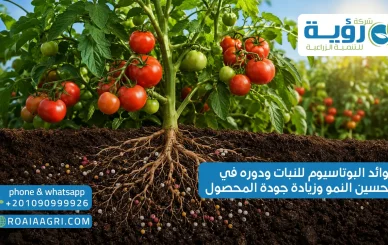فوائد البوتاسيوم للنبات ودوره في تحسين النمو وزيادة جودة المحصول