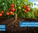 فوائد البوتاسيوم للنبات ودوره في تحسين النمو وزيادة جودة المحصول