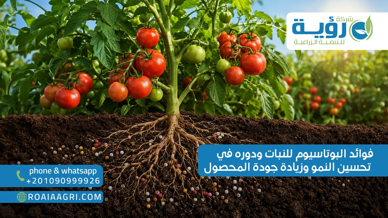 فوائد البوتاسيوم للنبات ودوره في تحسين النمو وزيادة جودة المحصول