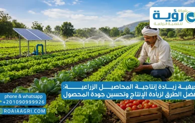 كيفية زيادة انتاجية المحاصيل الزراعية أفضل الطرق لزيادة الإنتاج وتحسين جودة المحصول