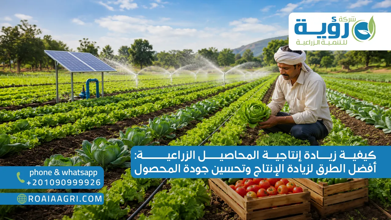 كيفية زيادة انتاجية المحاصيل الزراعية أفضل الطرق لزيادة الإنتاج وتحسين جودة المحصول
