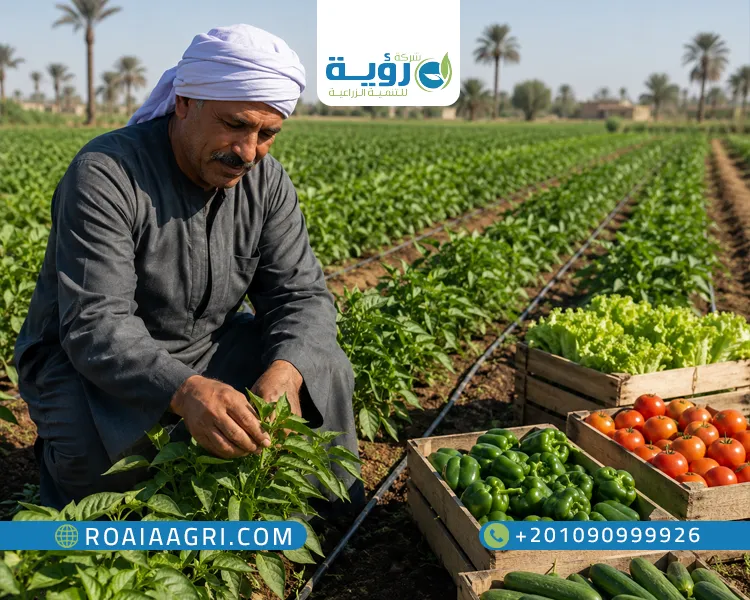 كيفية زيادة انتاجية المحاصيل الزراعية