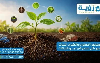 العناصر الصغرى والكبرى للنبات ودور كل عنصر في نمو النباتات