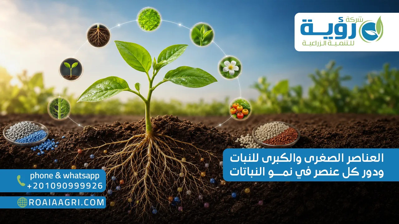 العناصر الصغرى والكبرى للنبات ودور كل عنصر في نمو النباتات