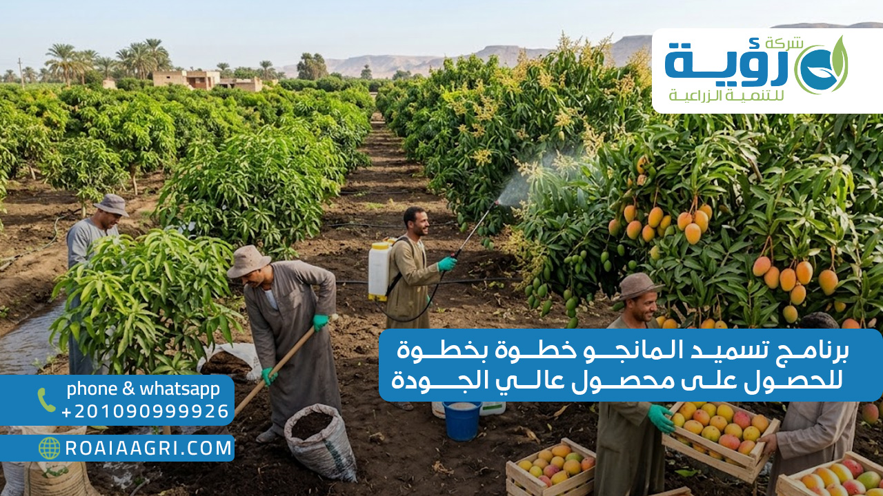 برنامج تسميد المانجو خطوة بخطوة للحصول على محصول عالي الجودة