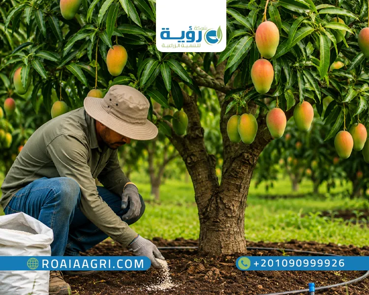 برنامج تسميد المانجو