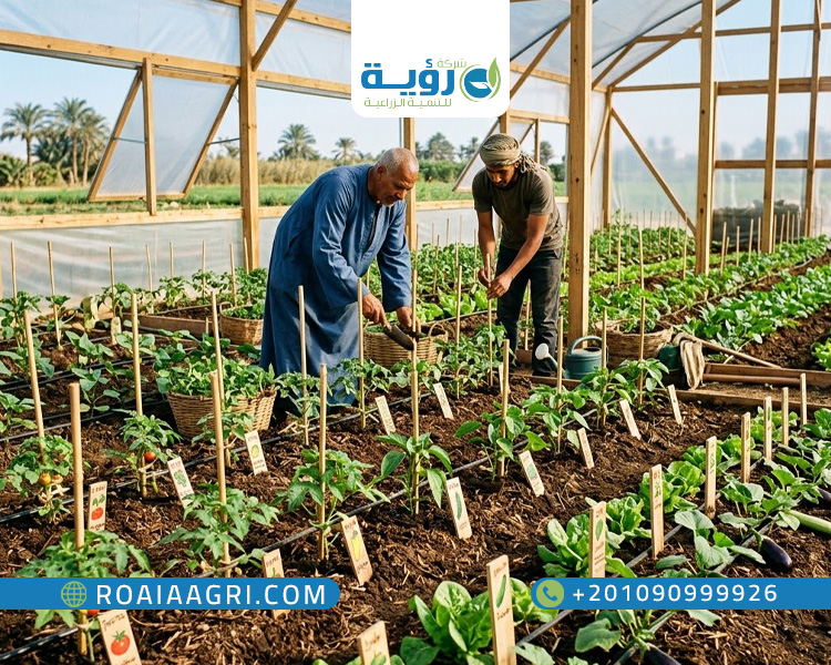 تأسيس المجموع الخضري