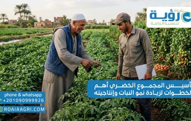 تأسيس المجموع الخضري أهم الخطوات لزيادة نمو النبات وإنتاجيته