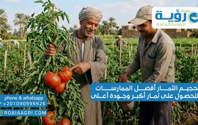 تحجيم الثمار أفضل الممارسات للحصول على ثمار أكبر وجودة أعلى
