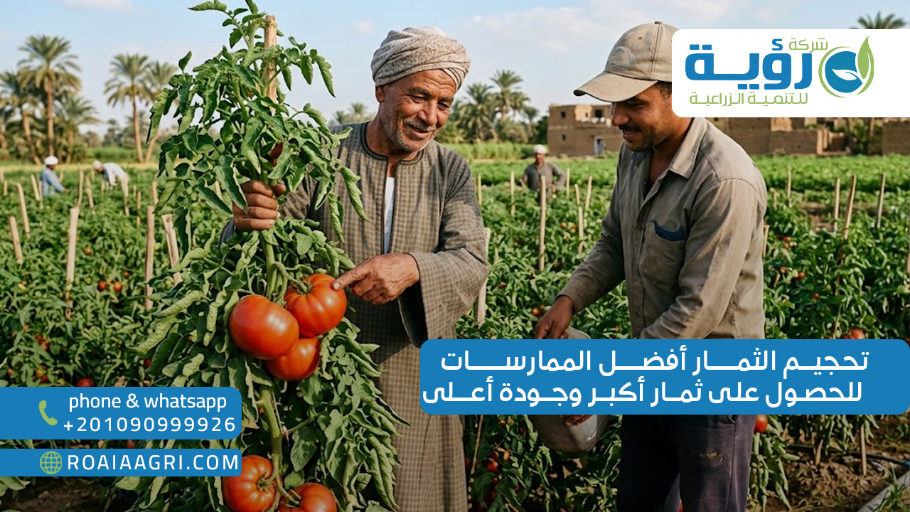 تحجيم الثمار أفضل الممارسات للحصول على ثمار أكبر وجودة أعلى