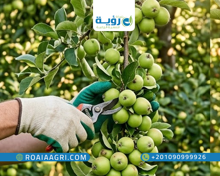 تحجيم الثمار