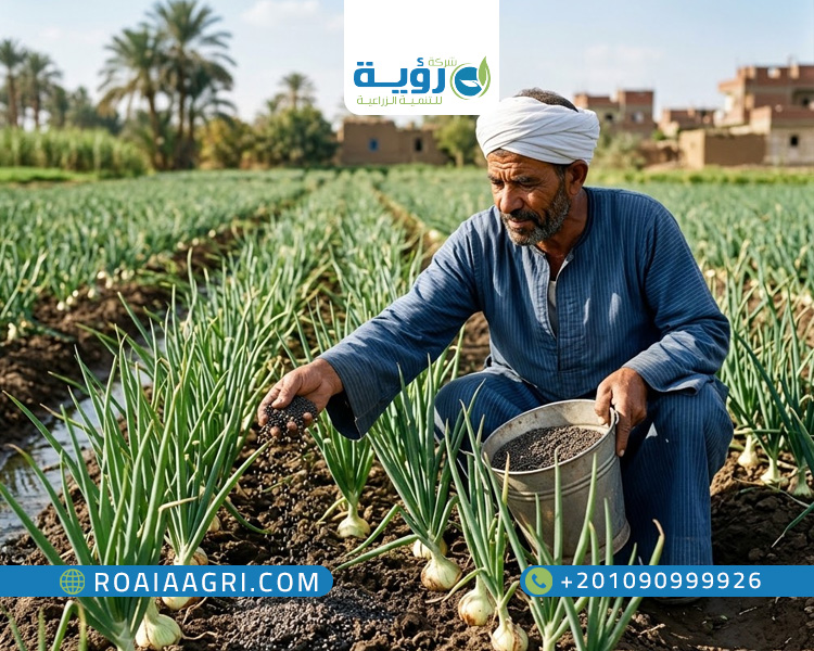 تسميد البصل لزيادة الحجم
