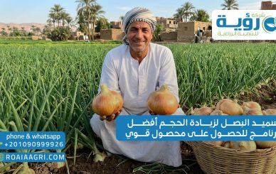 تسميد البصل لزيادة الحجم أفضل برنامج للحصول على محصول قوي