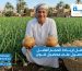 تسميد البصل لزيادة الحجم أفضل برنامج للحصول على محصول قوي