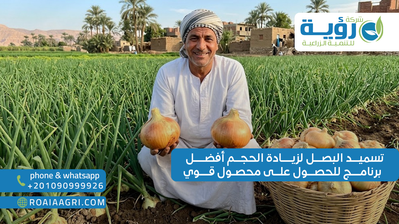 تسميد البصل لزيادة الحجم أفضل برنامج للحصول على محصول قوي