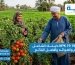 سماد NPK 19 19 19 دليلك الشامل للاستخدام والفوائد وأفضل النتائج