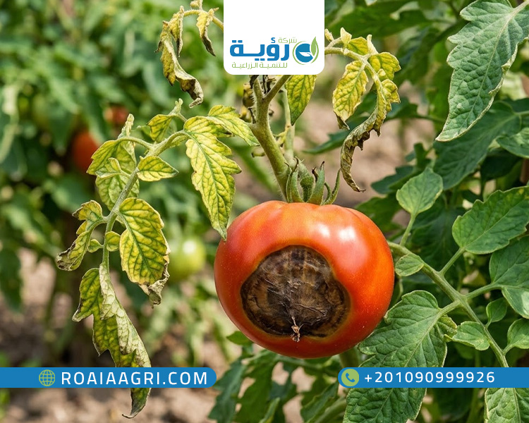نقص الكالسيوم في النبات