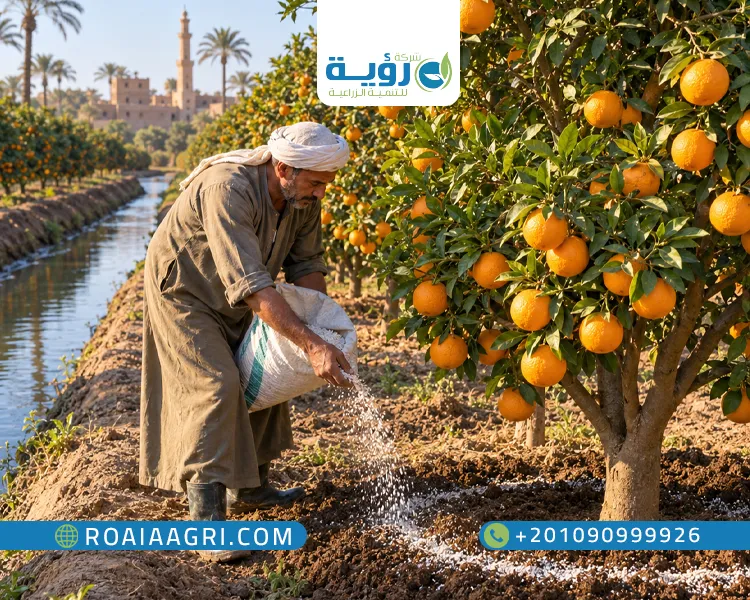 تسميد الموالح في مصر