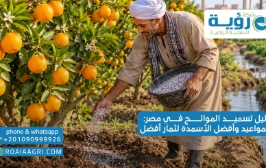 دليل تسميد الموالح في مصر المواعيد وأفضل الأسمدة لثمار أفضل