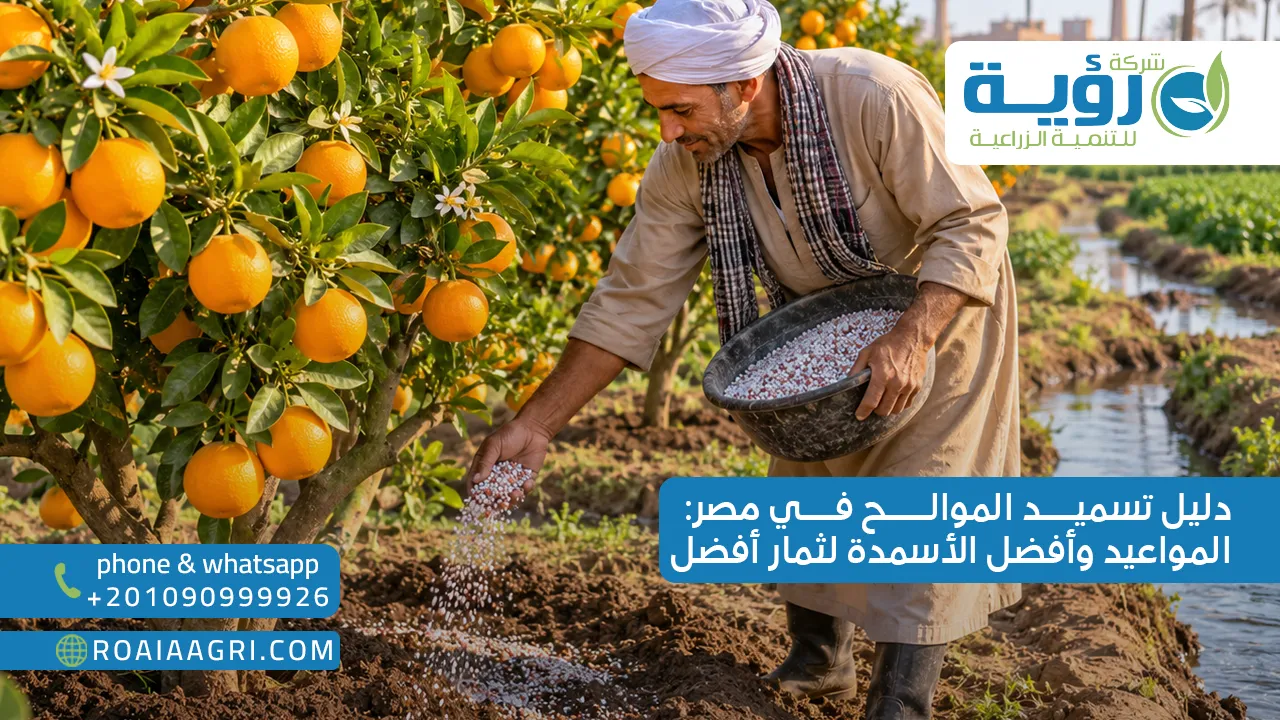 دليل تسميد الموالح في مصر المواعيد وأفضل الأسمدة لثمار أفضل